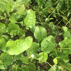 Echinodorus cordifolius