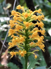 Platanthera cristata