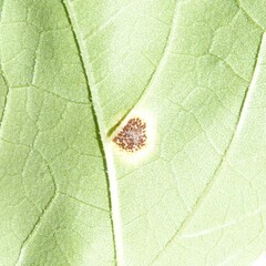 Puccinia xanthii