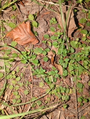 Veronica serpyllifolia