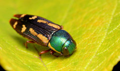 Buprestis rufipes