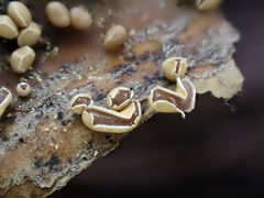Physarum bogoriense