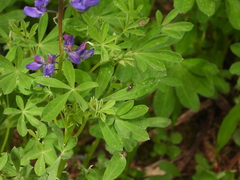 Grapholita interstinctana