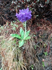 Primula macrophylla