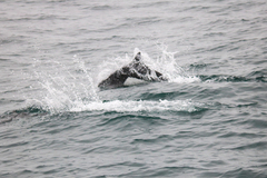 Phocoenoides dalli dalli