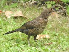 Turdus merula