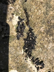 Xenostrobus neozelanicus
