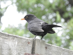 Turdus merula