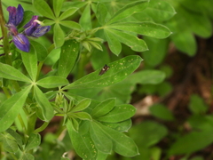 Grapholita interstinctana