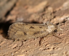 Acrolophus popeanella