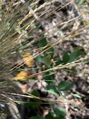 Piptatheropsis exigua