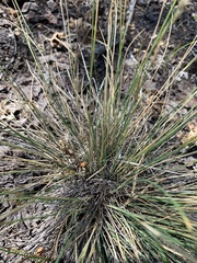 Piptatheropsis exigua