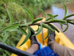 Oenothera elata hookeri
