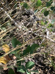 Piptatheropsis exigua