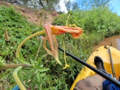 Oenothera elata hookeri