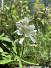 Sidalcea candida