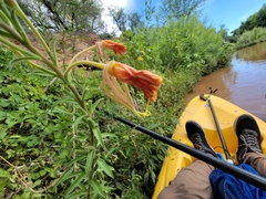 Oenothera elata hookeri