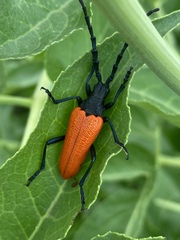 Desmocerus aureipennis