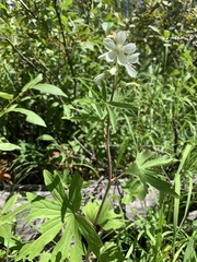 Sidalcea candida