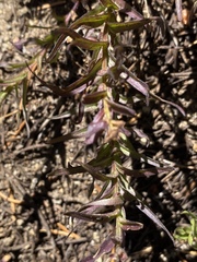 Castilleja peirsonii