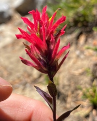 Castilleja peirsonii