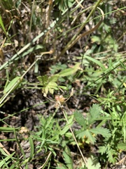 Allium geyeri tenerum