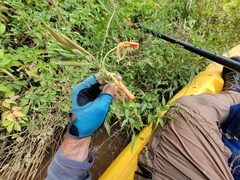 Oenothera elata hookeri