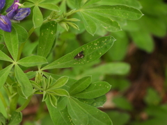 Grapholita interstinctana