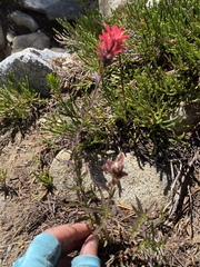 Castilleja peirsonii