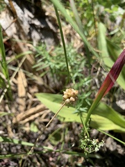 Allium geyeri tenerum