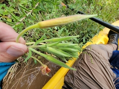 Oenothera elata hookeri