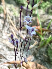 Apteria aphylla