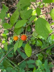 Lycianthes lenta