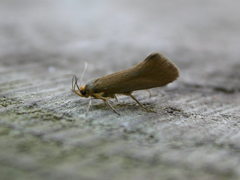 Crassa unitella