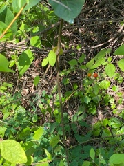 Lycianthes lenta