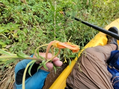 Oenothera elata hookeri