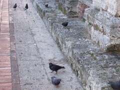 Columba livia