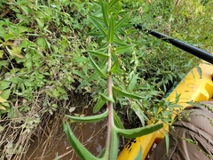 Oenothera elata hookeri
