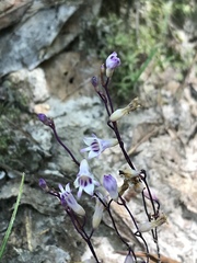 Apteria aphylla