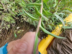 Oenothera elata hookeri