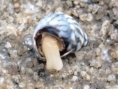 Echinolittorina ziczac