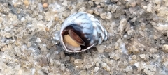 Echinolittorina ziczac