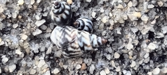 Echinolittorina ziczac