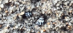 Echinolittorina ziczac