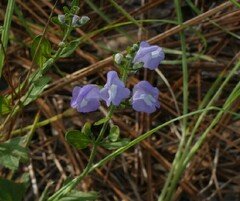 Scutellaria arenicola