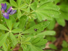 Grapholita interstinctana