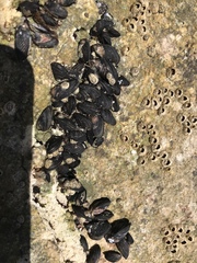 Xenostrobus neozelanicus