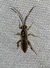 Cratichneumon w-album