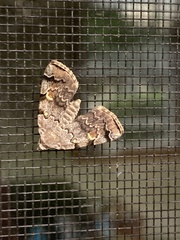 Idia concisa