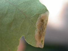 Phyllonorycter harrisella